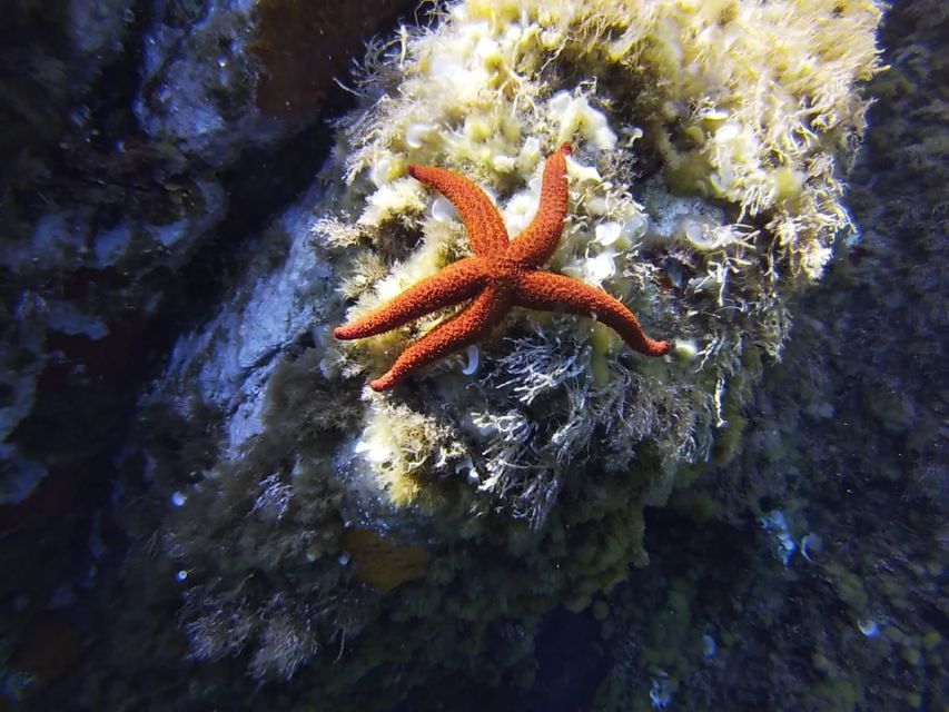 Calvi: Pointe de la Revellata Snorkeling Boat Tour - Why Pointe de la Revellata Makes a Good Snorkeling Trip