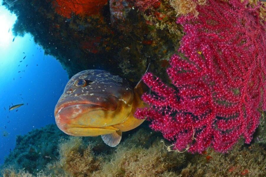 Calvi: Pointe de la Revellata Snorkeling Boat Tour - Is the $41 Price Good Value?