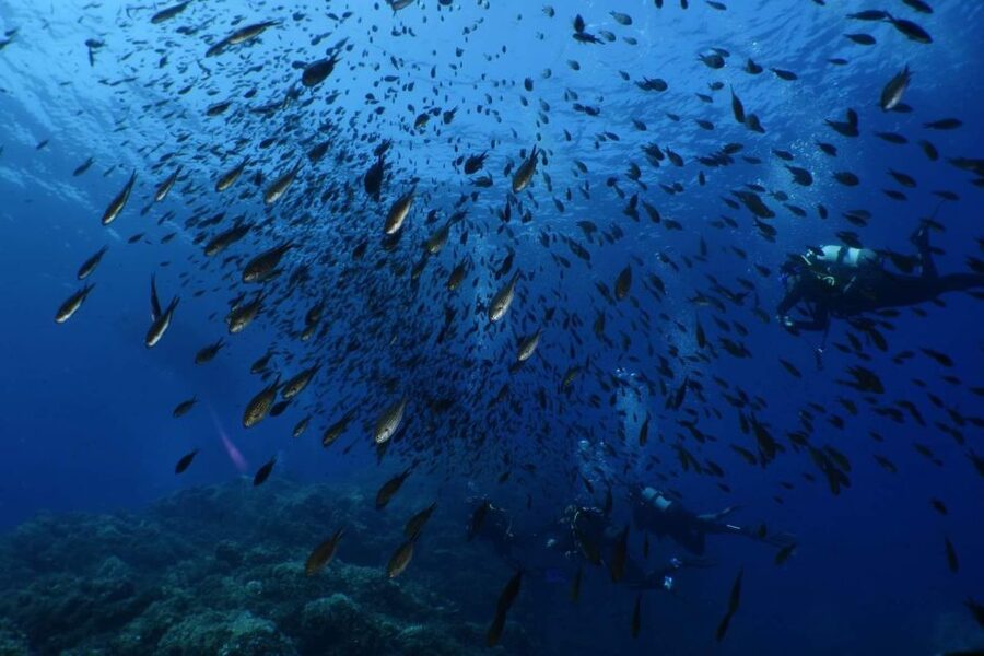 Calvi: Pointe de la Revellata Snorkeling Boat Tour - Weather, Comfort, and What to Bring