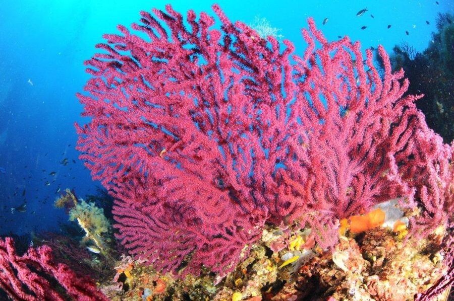 Calvi: Pointe de la Revellata Snorkeling Boat Tour - The Boat Ride to the Rocky Point
