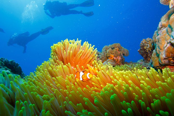 Calypso Outer Great Barrier Reef Cruise from Port Douglas - Snorkeling or introductory scuba