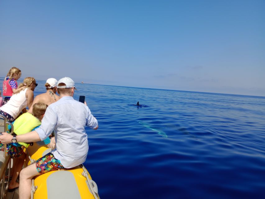 Can Picafort: Dolphin Watching Boat Tour, Swimming stop - Booking details that matter