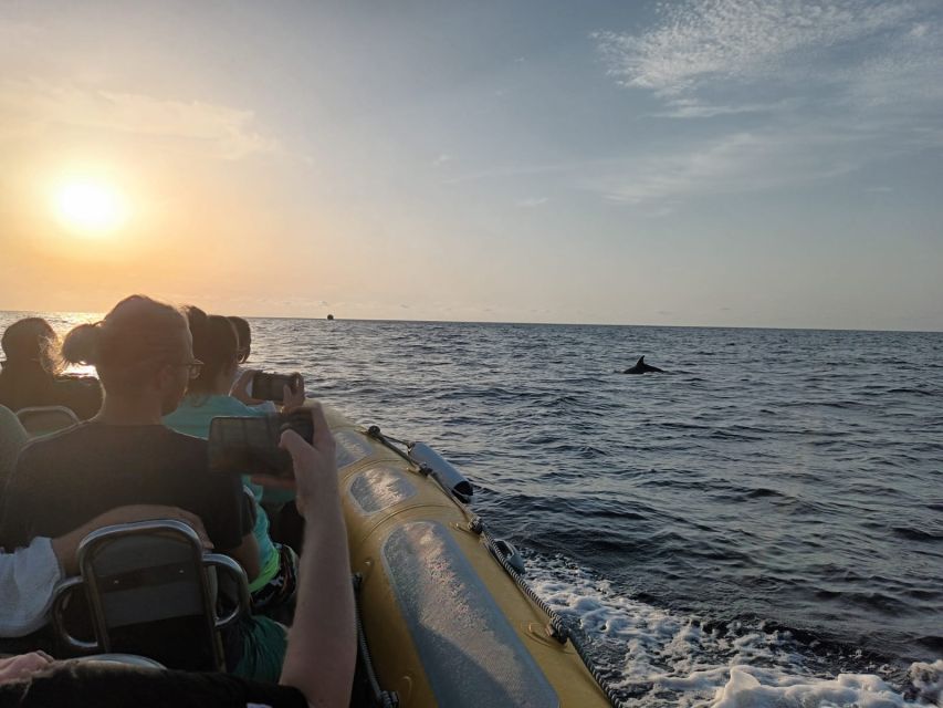 Can Picafort: Dolphin Watching Boat Tour, Swimming stop - Is $82 a fair price for three hours?
