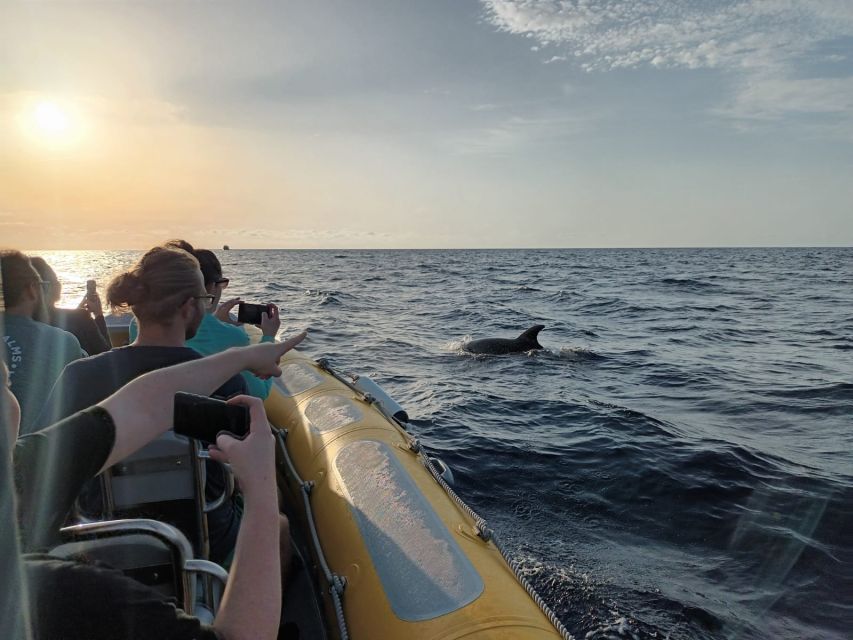 Can Picafort: Dolphin Watching Boat Tour, Swimming stop - Who should book this Can Picafort trip?