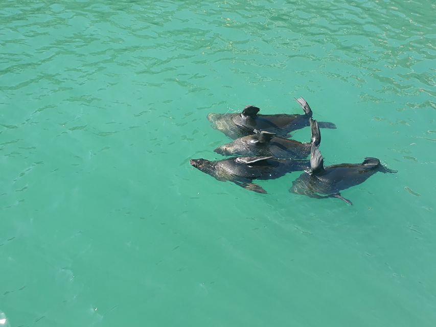 Cape Town: 30 Minute Harbour Boat Cruise with Seal Watching - Finding Waterfront Charters at Quay 5