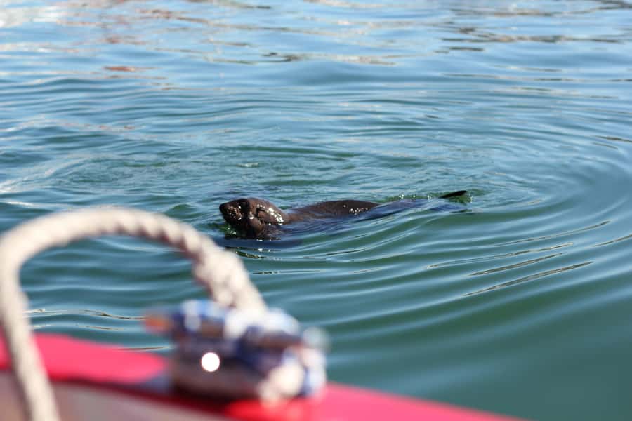 Cape Town: 30 Minute Seal-Watching Harbour Cruise - Key points to know before you board