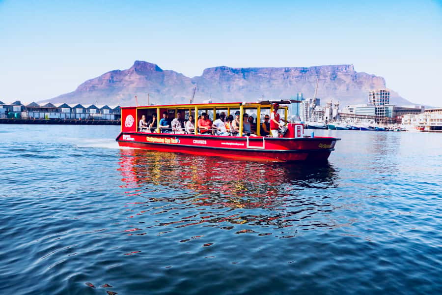 Cape Town: 30 Minute Seal-Watching Harbour Cruise - Is $6 a good deal?