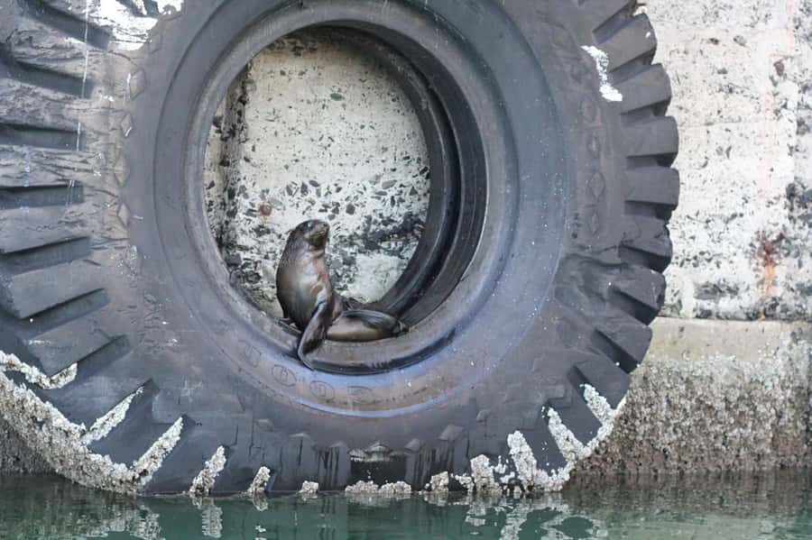 Cape Town: 30 Minute Seal-Watching Harbour Cruise - Who will enjoy this cruise most?