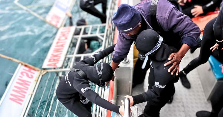Cape Town: Gansbaai Eco-Friendly Shark Cage Diving Cruise - The real attraction: bronze whalers in Gansbaai