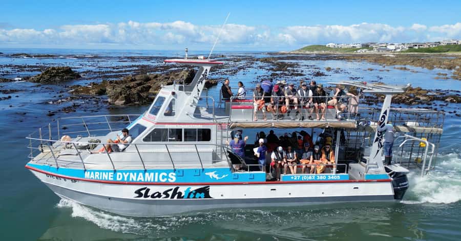 Cape Town: Gansbaai Eco-Friendly Shark Cage Diving Cruise - From Cape Town to the Great White House