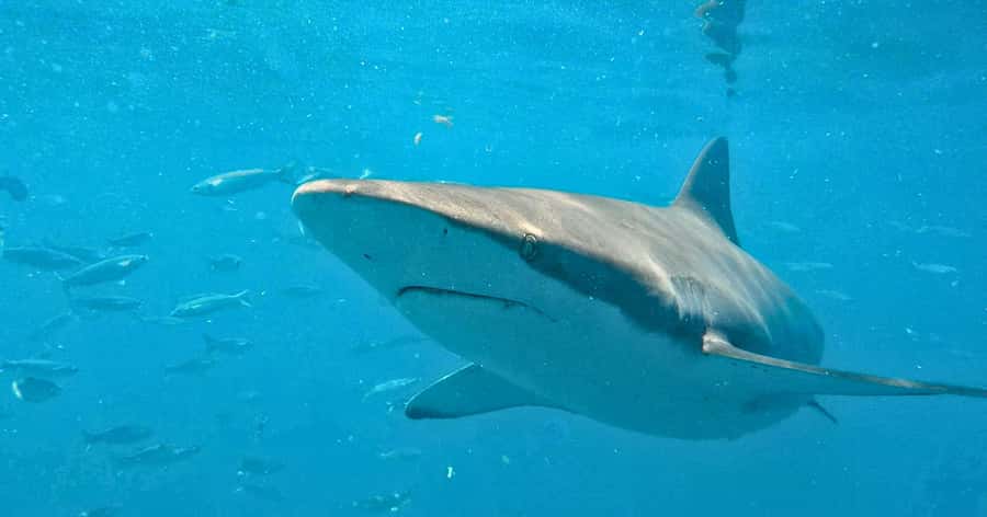 Cape Town: Gansbaai Eco-Friendly Shark Cage Diving Cruise - Aboard Slashfin, the shark cage boat