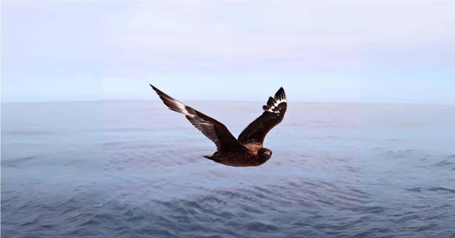 Cape Town: Gansbaai Eco-Friendly Shark Cage Diving Cruise - Food, comfort, and the long ride home