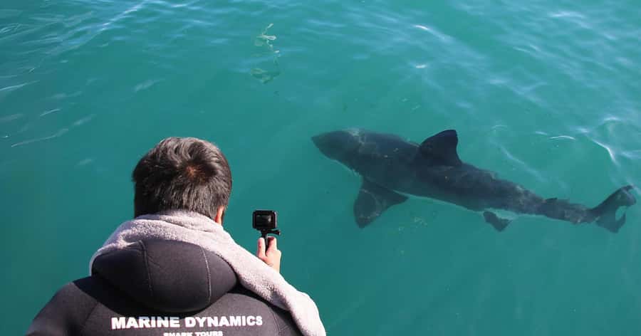 Cape Town: Gansbaai Eco-Friendly Shark Cage Diving Cruise - Is $237 good value?