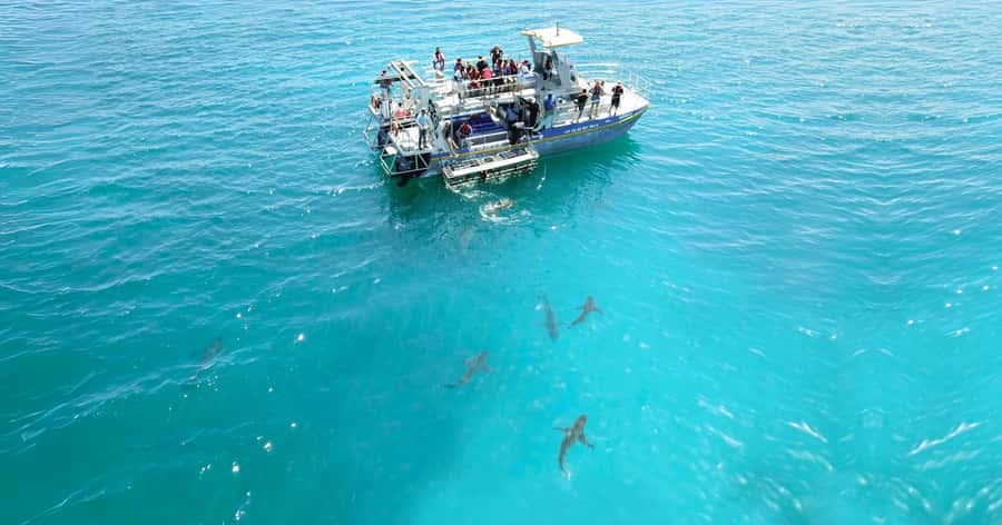 Cape Town: Gansbaai Eco-Friendly Shark Cage Diving Cruise - Who should book this Gansbaai outing?
