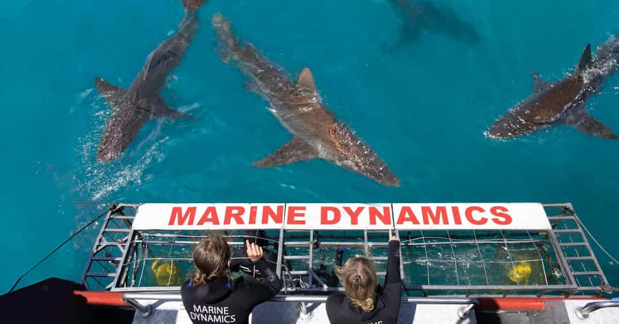 Cape Town: Gansbaai Eco-Friendly Shark Cage Diving Cruise - Safety and preparation before the boat leaves