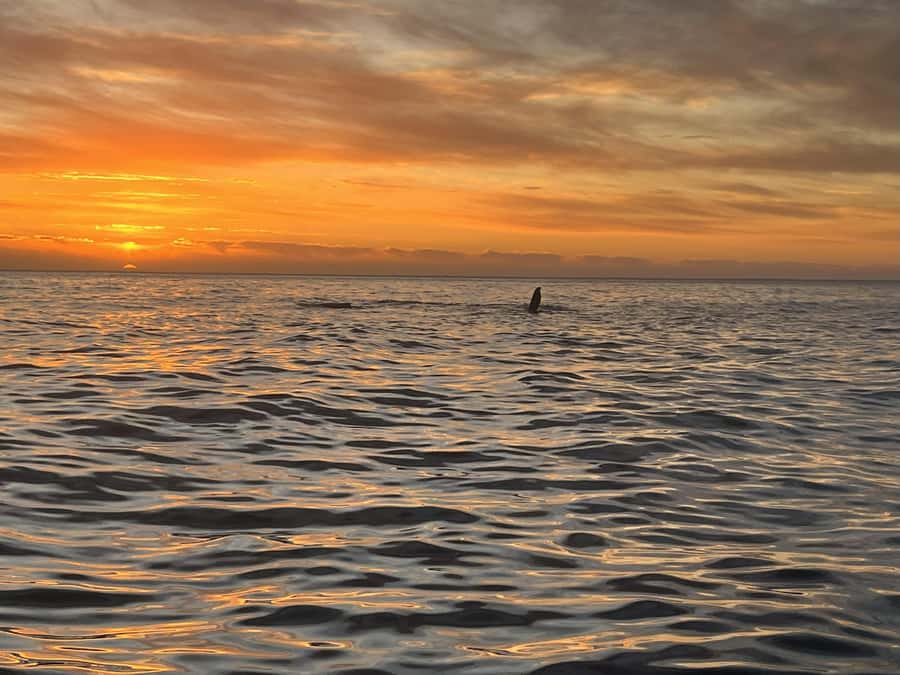 Cape Town: Sunset Cruise from V&A Waterfront with Bubbly - Sailing toward Milnerton lighthouse