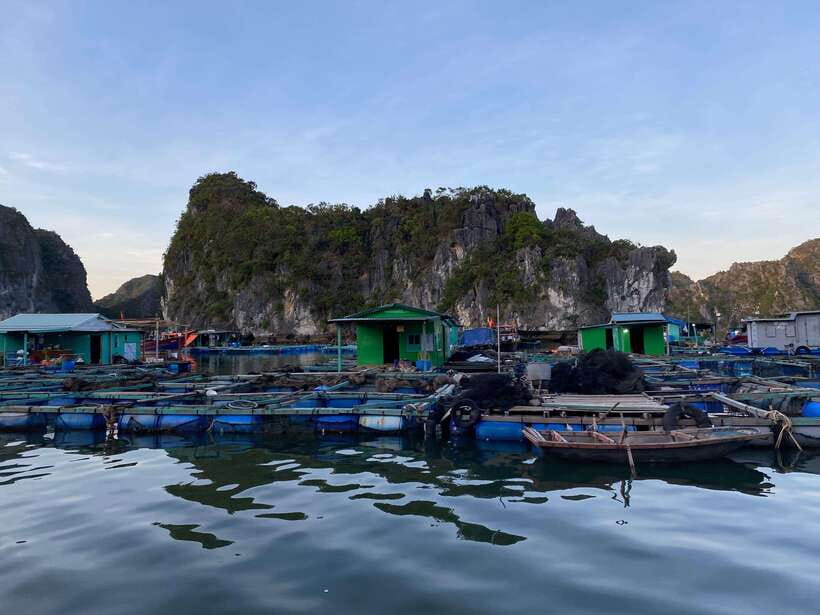 Cat Ba : Lan Ha Bay Bioluminescent Plankton Kayak Boat Tour - Why the plankton is the real star