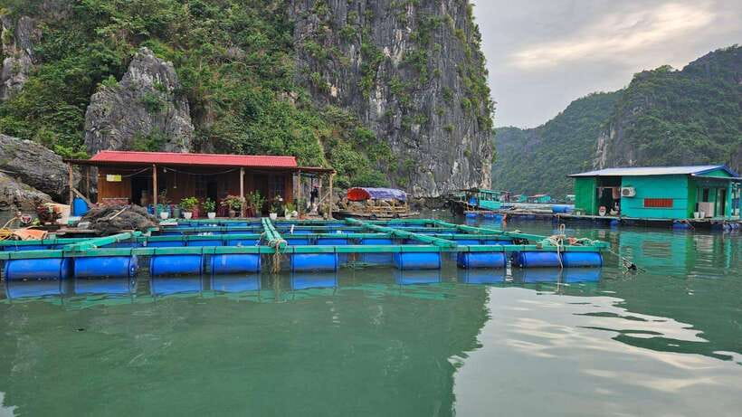 Cat Ba : Lan Ha Bay Bioluminescent Plankton Kayak Boat Tour - Dinner at Alibaba’s beside Beo Pier