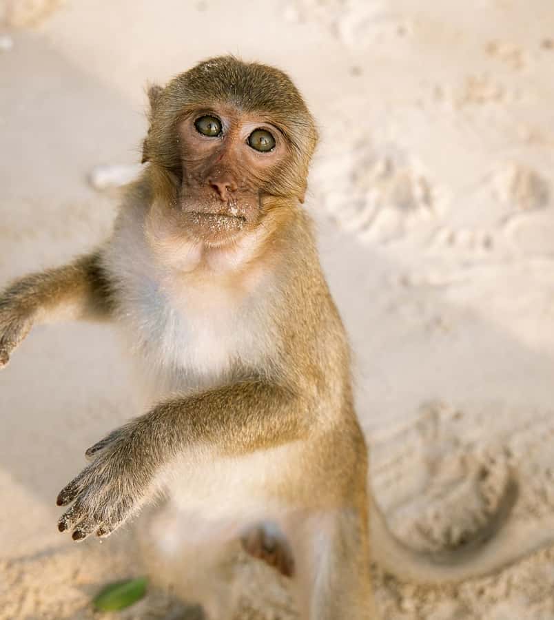Cat Ba: Lan Ha & Ha Long Bay Kayak & Snorkel Boat Tour - Lan Ha Bay is the scenic heart of the trip