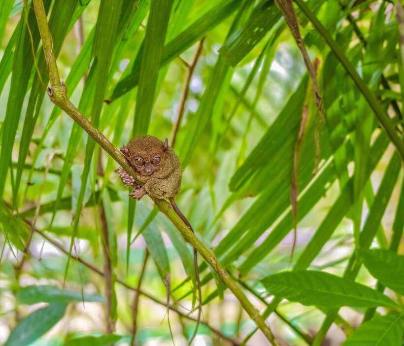 Cebu City: Bohol Countryside Tour with Loboc Cruise Lunch - Finding Bohol’s smallest residents