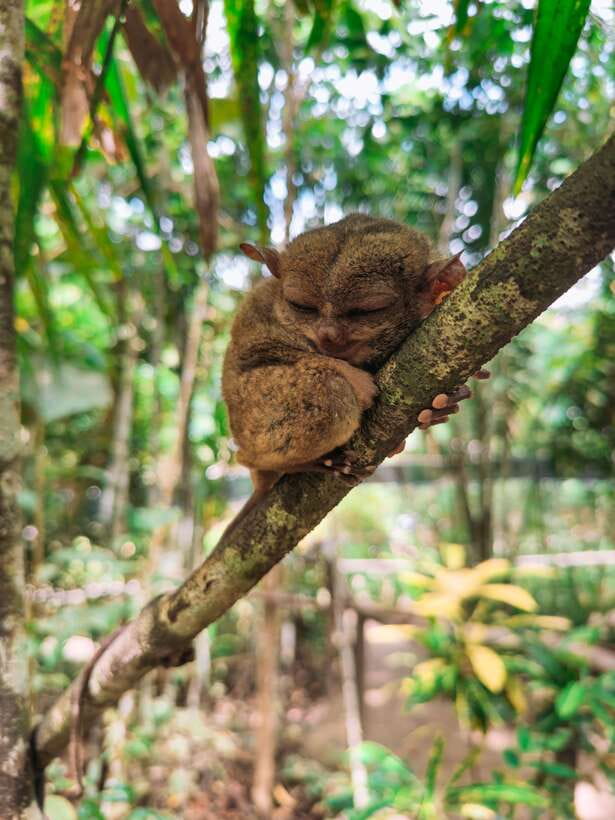 Cebu City: Bohol Countryside Tour with Loboc Cruise Lunch - The guides make the difference