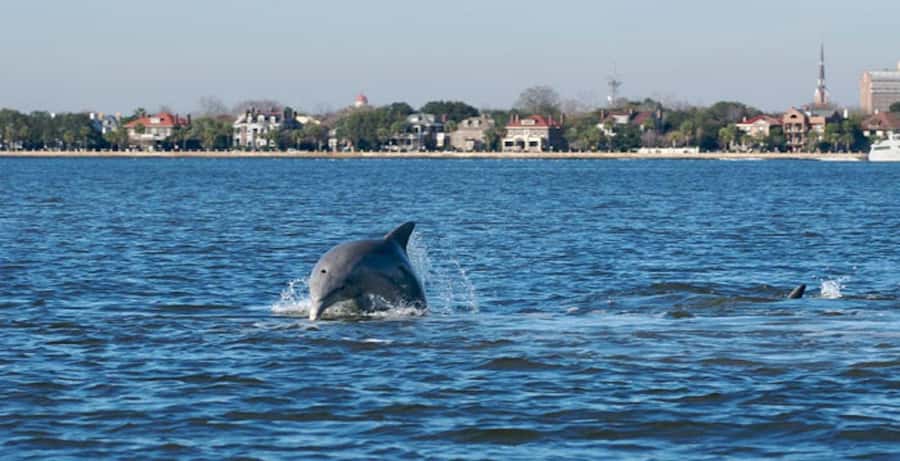 Charleston: Daytime or Sunset Historic Harbor Cruise - Why Charleston Harbor is the right place to begin