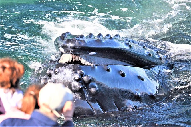 City Cruises Boston Whale Watching Cruise by High-Speed Boat - From Long Wharf to Open Massachusetts Bay