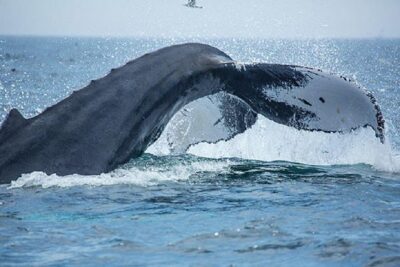City Cruises Boston Whale Watching Cruise by High-Speed Boat