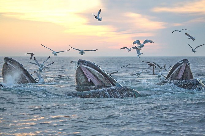 City Cruises Boston Whale Watching Cruise by High-Speed Boat - Who Will Enjoy This Cruise Most