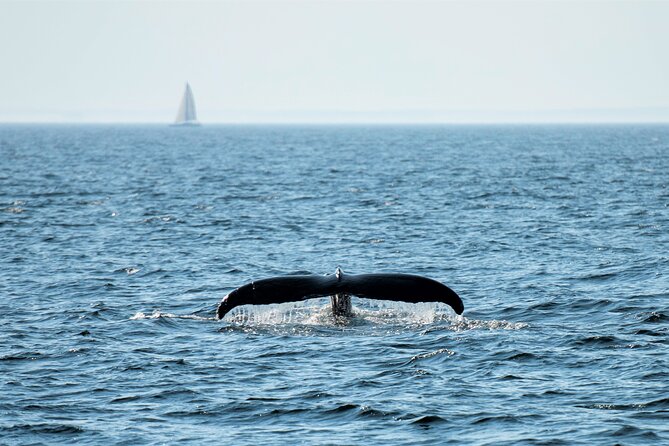 City Cruises Boston Whale Watching Cruise by High-Speed Boat - Cancellations and Unusual Situations