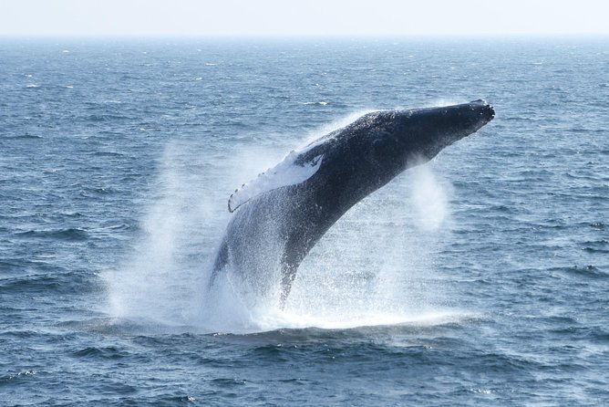 City Cruises Boston Whale Watching Cruise by High-Speed Boat - Should You Book the Boston Whale Watch?