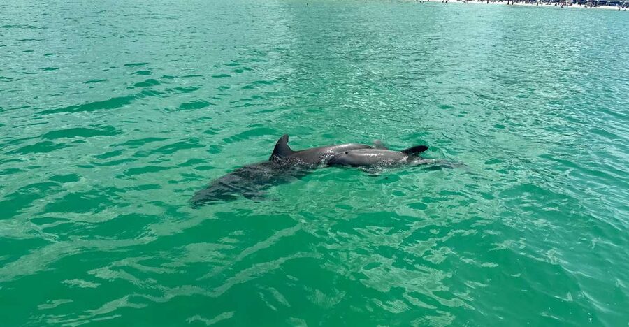 Clearwater Beach: Dolphin & Island Sandbar Cruise - A small boat trip with two clear goals