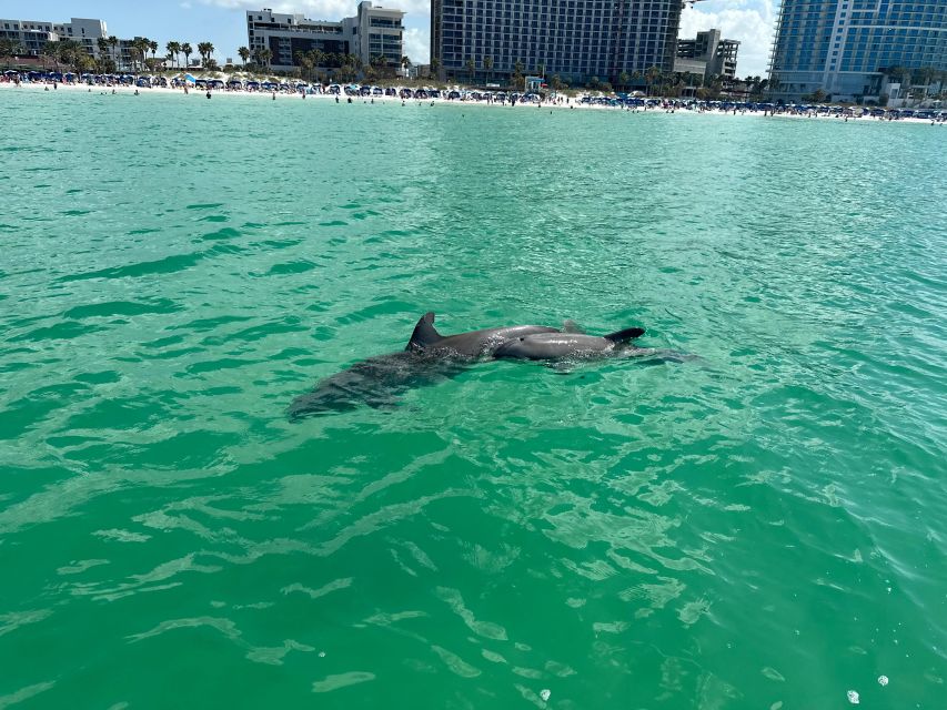 Clearwater Beach: Dolphin & Island Sandbar Cruise - Is $28 good value?