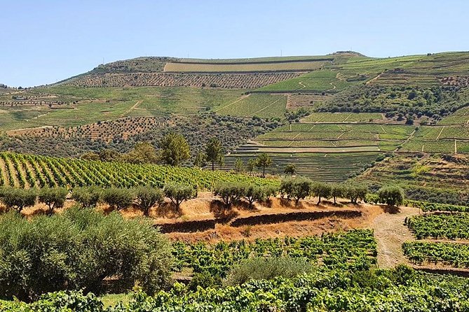 Complete Douro Valley Wine Tour with Lunch, Wine Tastings and River Cruise - Food, wine, and the value of the $101.76 price