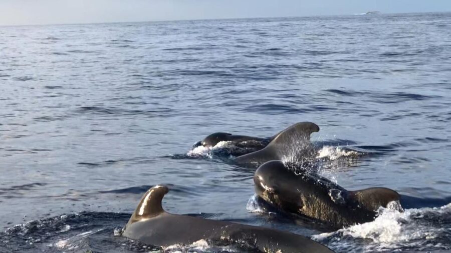 Costa Adeje: Whale and Dolphin Cruise with Food and Pickup - At a glance