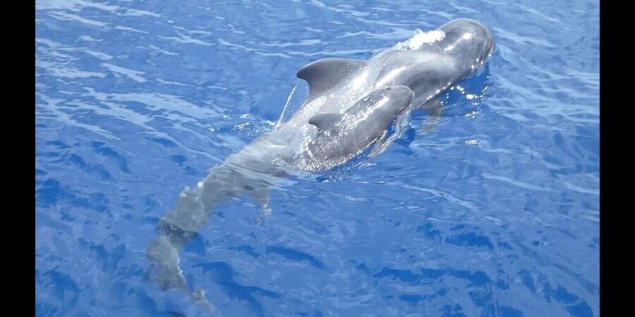 Costa Adeje: Whale and Dolphin Cruise with Food and Pickup - Looking for pilot whales along Tenerife’s south coast