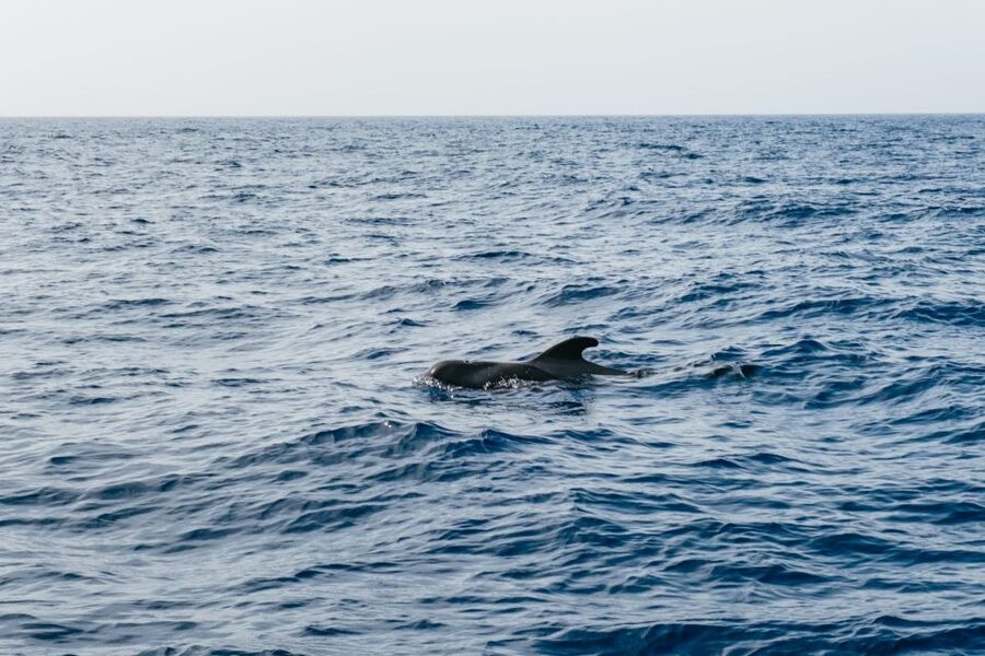 Costa Adeje: Whale & Dolphin Eco-Cruise with Snacks & Drinks - Food, drinks, and the swim stop
