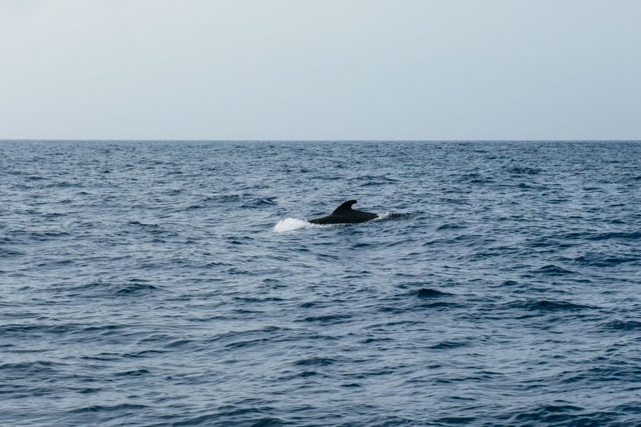 Costa Adeje: Whale & Dolphin Eco-Cruise with Snacks & Drinks - Seasickness, sun, and choosing your seat