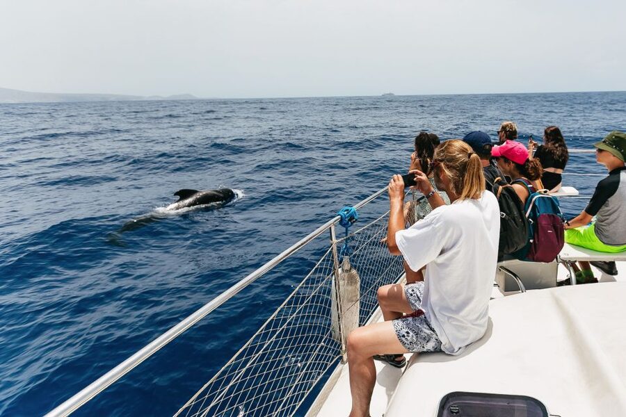 Costa Adeje: Whale Watching Catamaran Tour with Drinks - What you might see, and what you might not