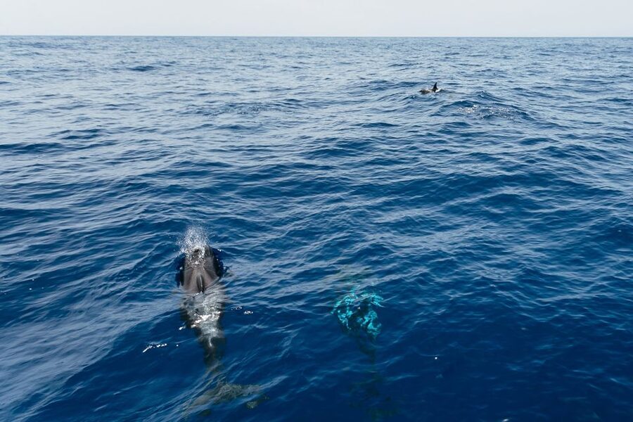 Costa Adeje: Whale Watching Catamaran Tour with Drinks - Choosing the 3-hour version for Playa Espagueti
