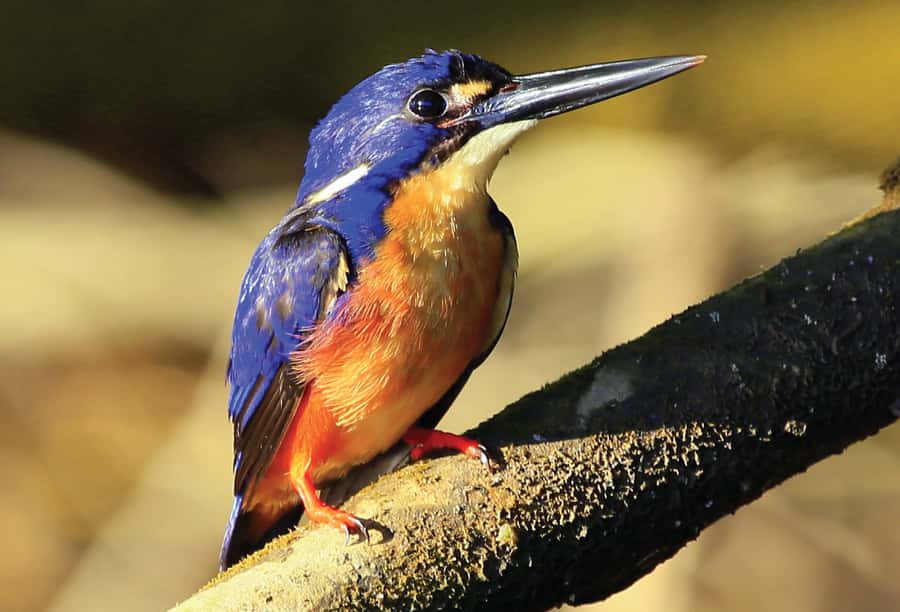 Daintree: River Rainforest Crocodile & Wildlife Cruise (DV) - A crocodile cruise with real uncertainty