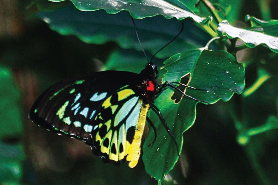 Daintree: River Rainforest Crocodile & Wildlife Cruise (DV) - What guides add to the hour