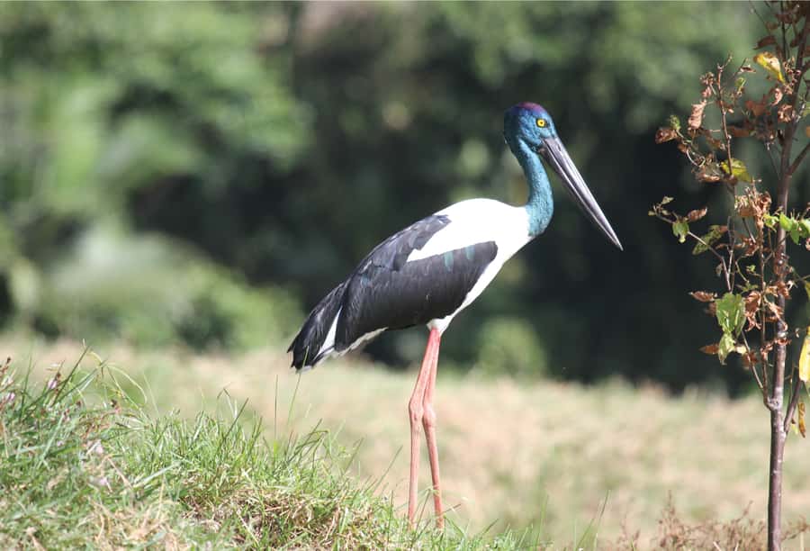 Daintree: River Rainforest Crocodile & Wildlife Cruise (DV) - Wildlife sightings: what is realistic
