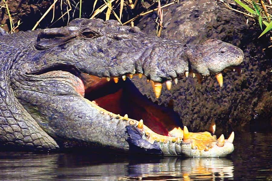 Daintree: River Rainforest Crocodile & Wildlife Cruise (DV) - Price and overall value