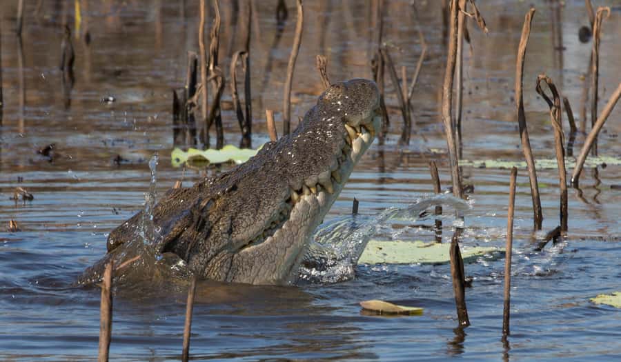 Darwin: Mary River Wetlands Wildlife Cruise with Lunch - Key points to know before you book
