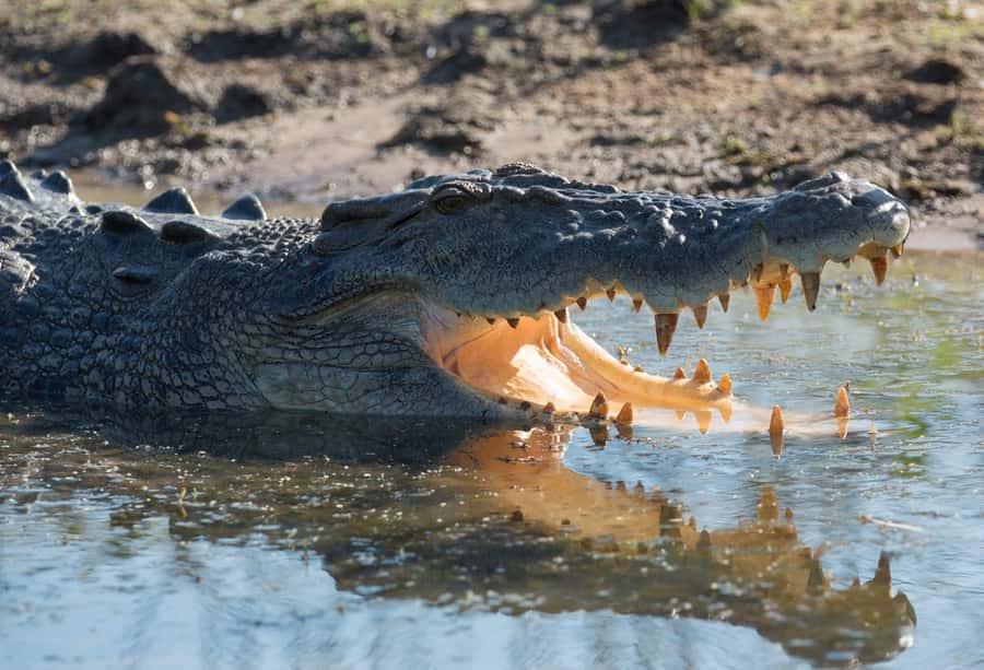 Darwin: Mary River Wetlands Wildlife Cruise with Lunch - The guides can shape the whole day