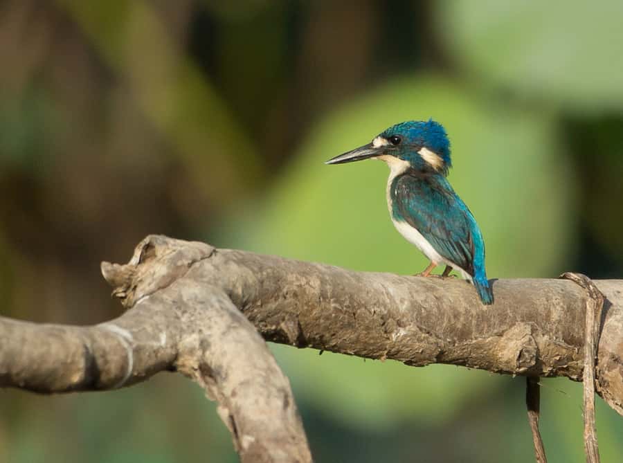 Darwin: Mary River Wetlands Wildlife Cruise with Lunch - Is the $166 price good value?