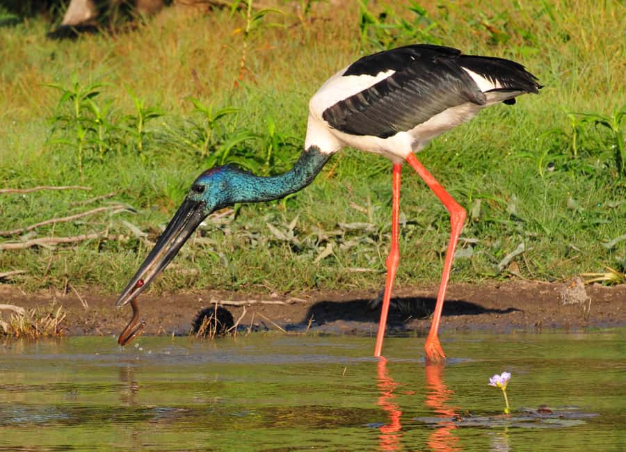 Darwin: Mary River Wetlands Wildlife Cruise with Lunch - Who should book this experience?