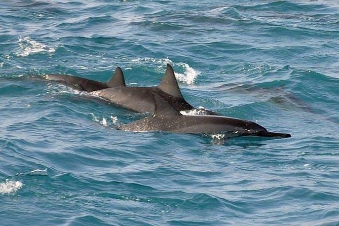 Deluxe Snorkel & Dolphin Watch Aboard a Luxury Catamaran from Kailua-Kona - Lunch, drinks, and the value of the $183.77 fare