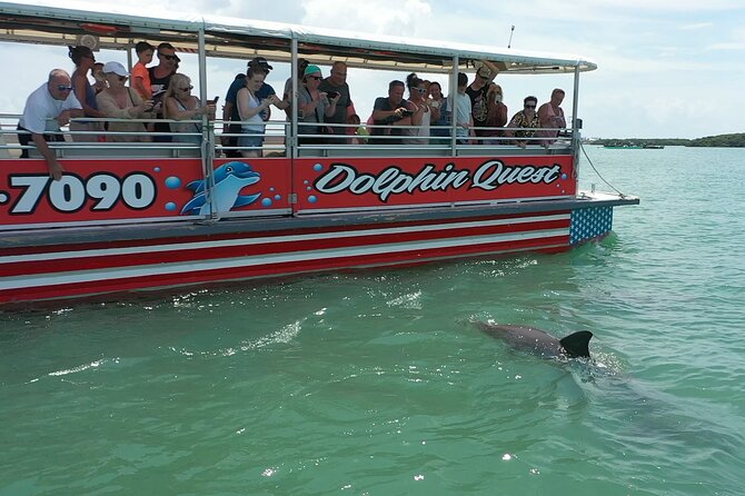 Dolphin Watching/Eco Cruise, John's Pass, Madeira Bch, FL - Key details before you book